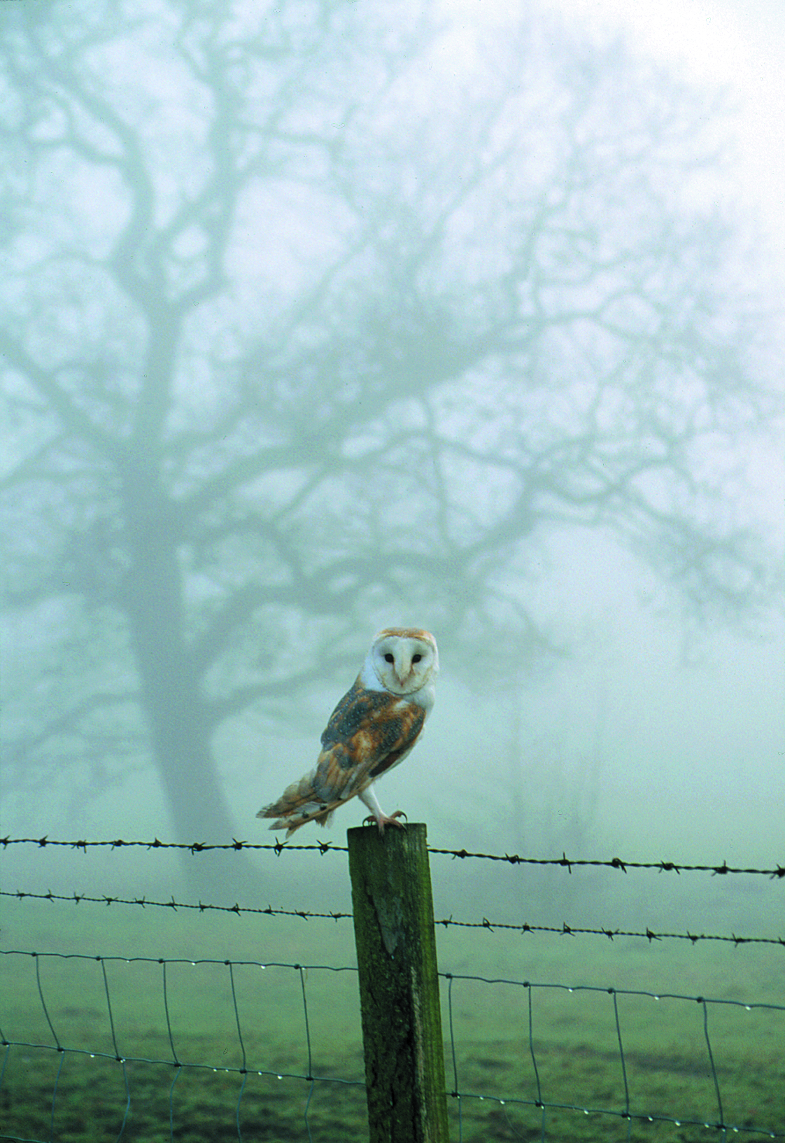 Barn owl perching (Michael Leach)